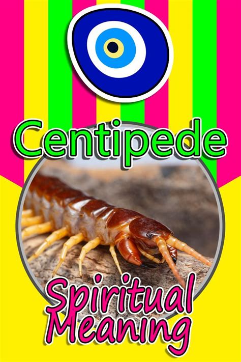 Centipede Spiritual Meaning and Omens.